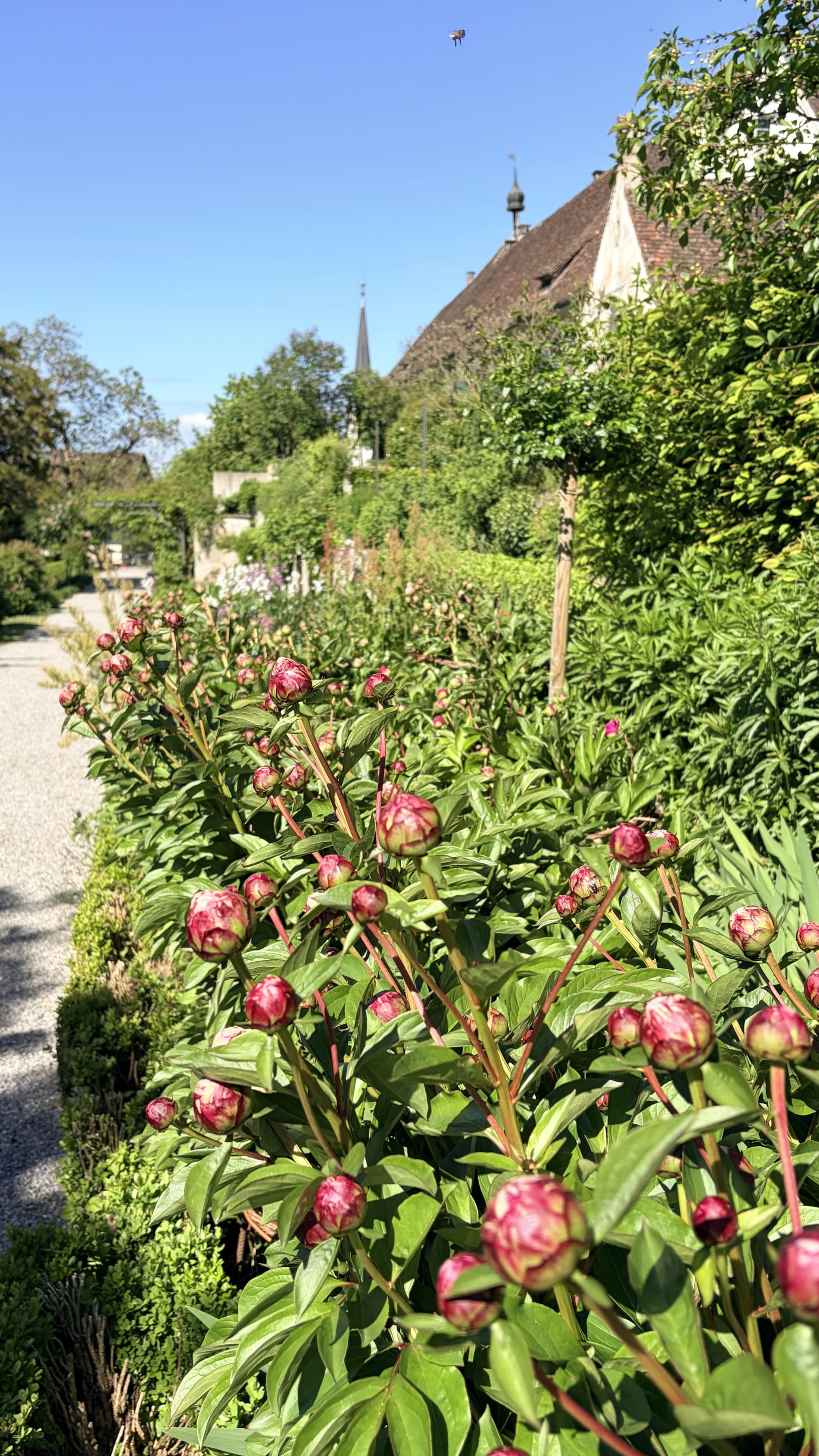 Pfingstrosen kurz vor der Blüte entlang des Kartäuserwegs