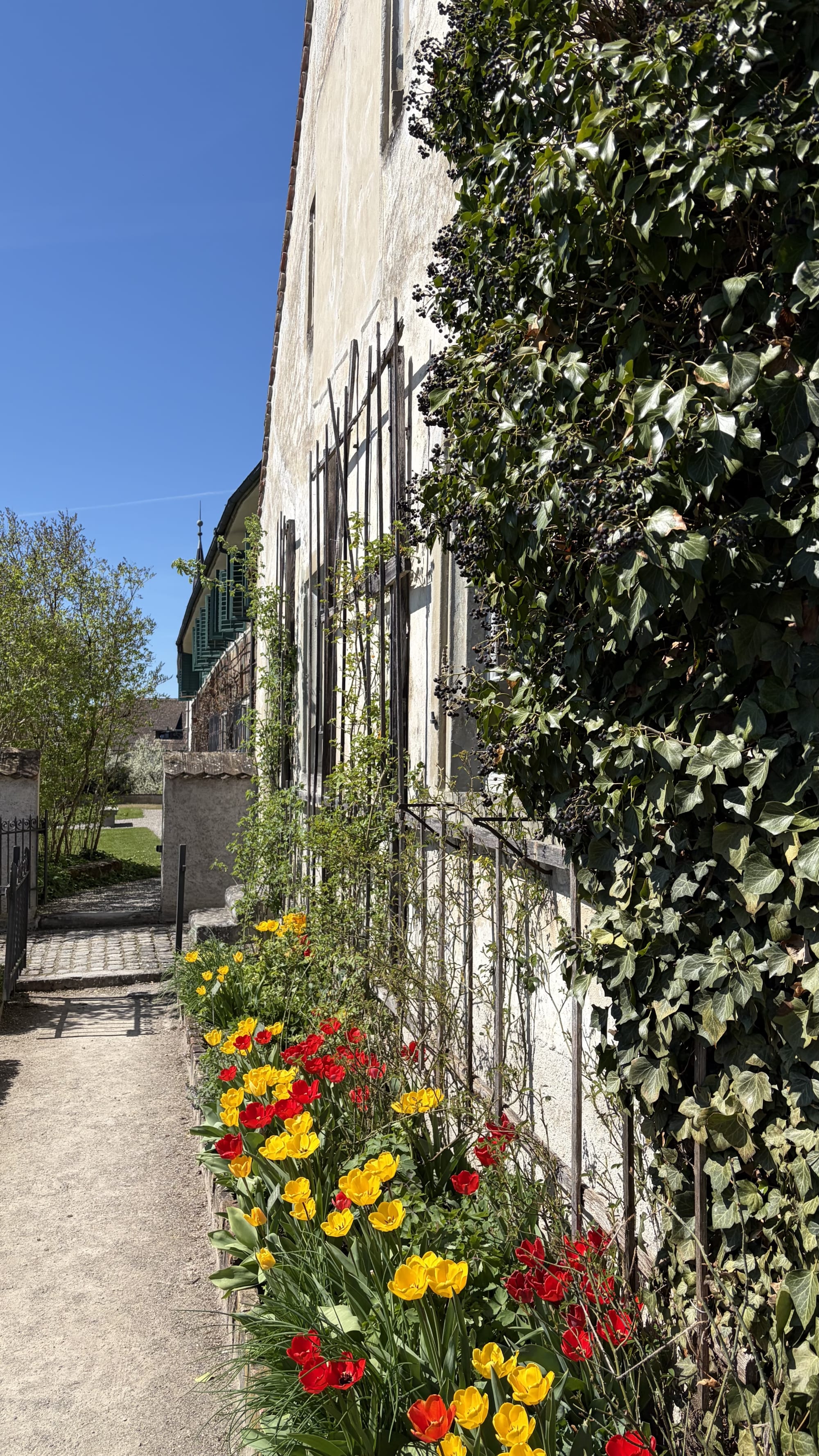 gelbe und rote Tulpen im Kräutergarten