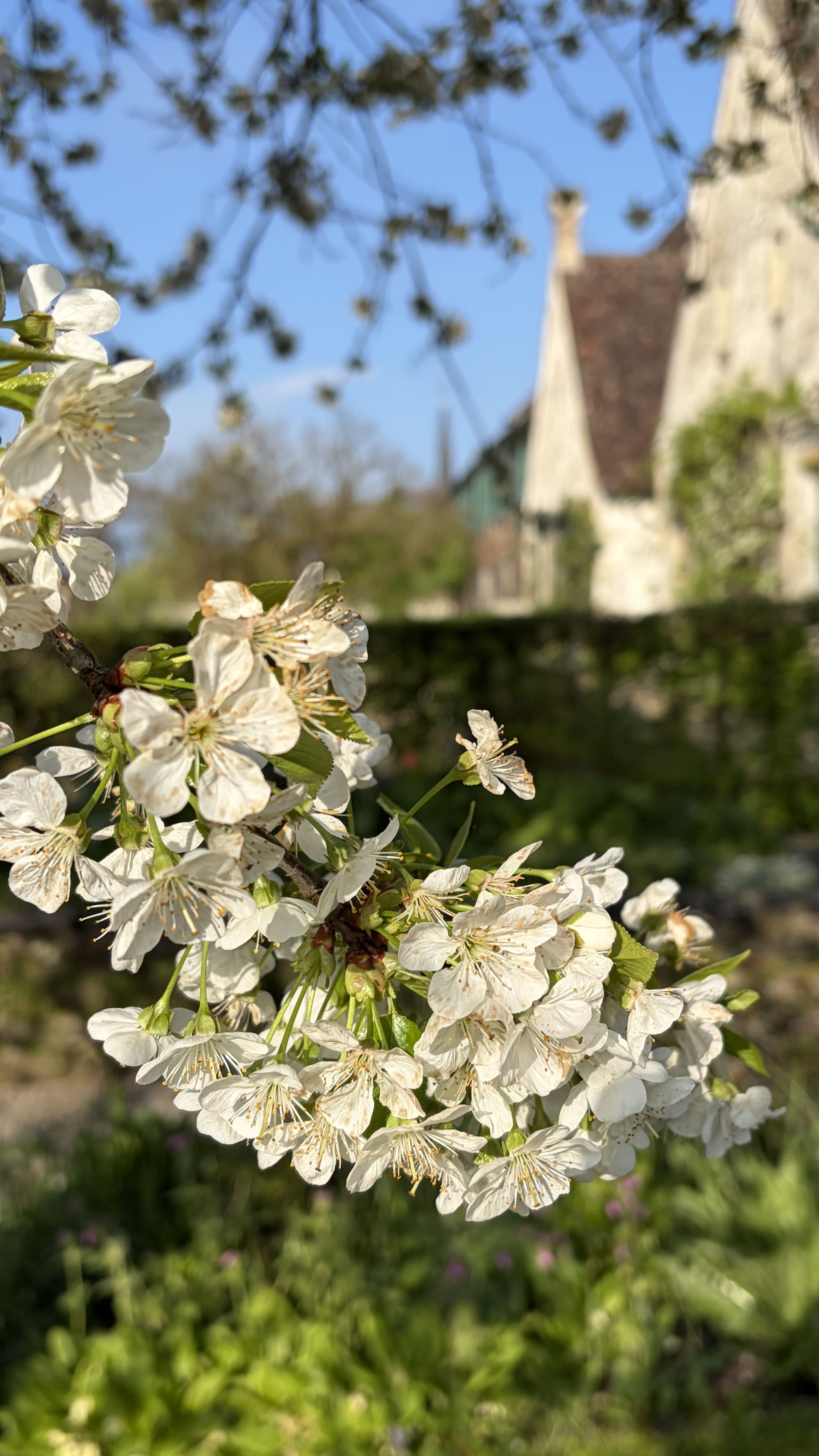 Kirschblüten