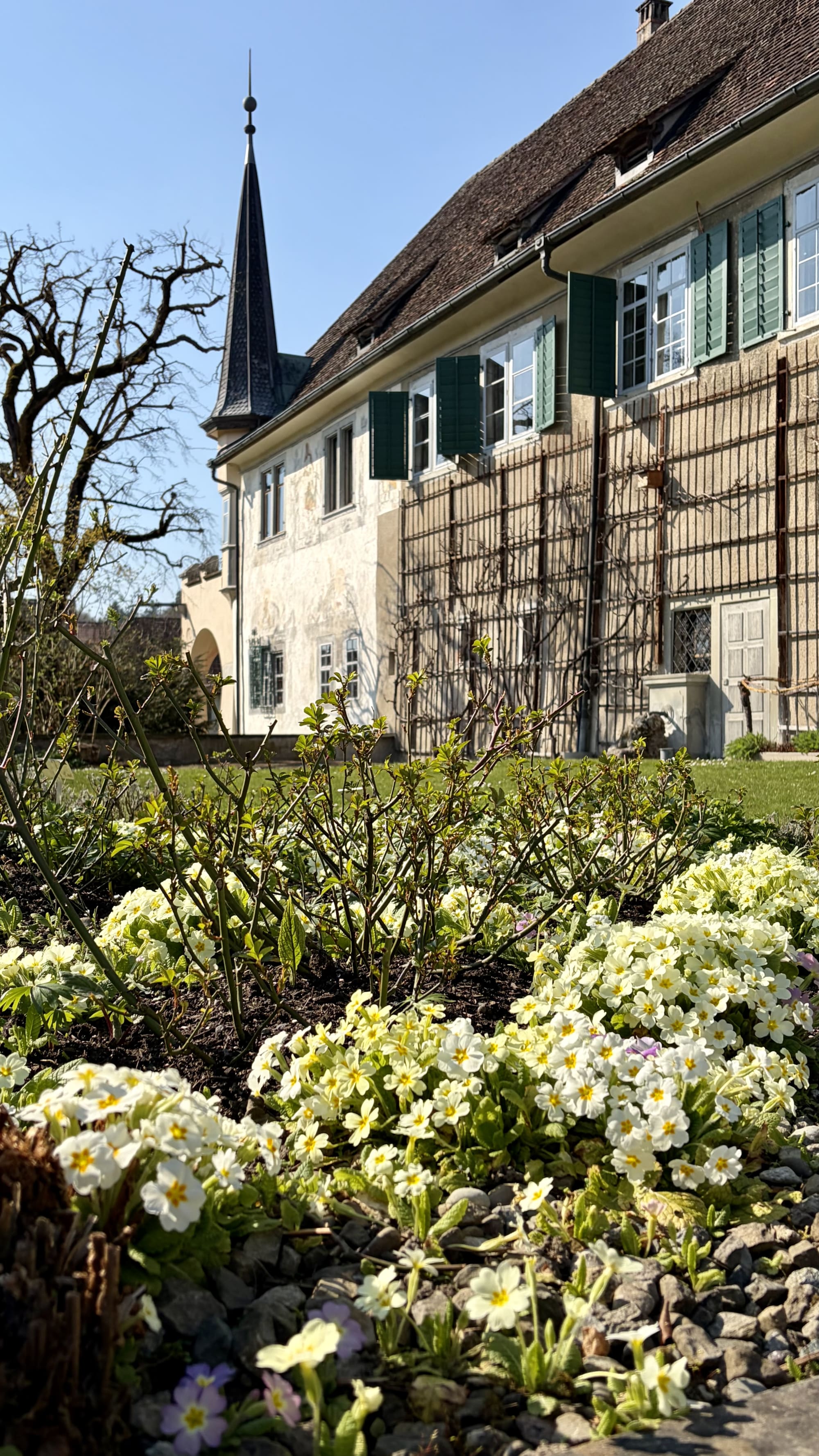 Prioratsgarten im Mitte März mit Primeln im Vordergrund
