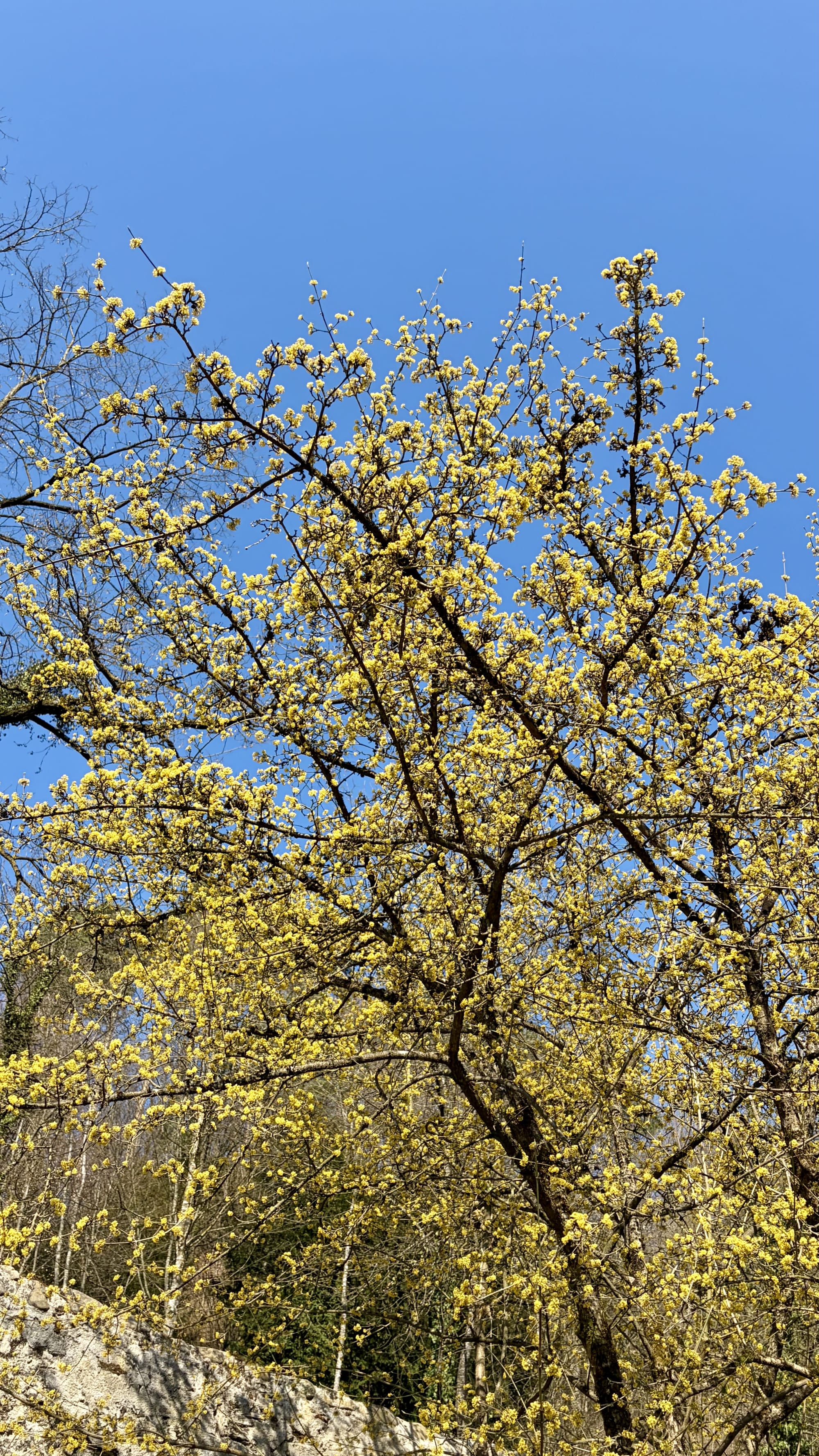 Kornelkirsche - Cornus mas