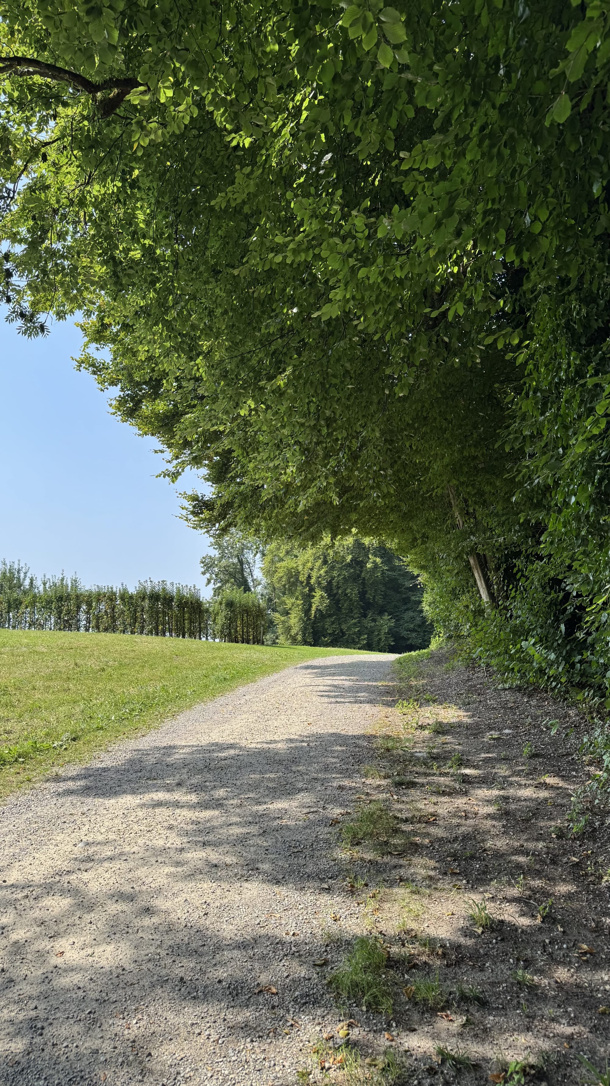 Weg zum Ittinger Wald