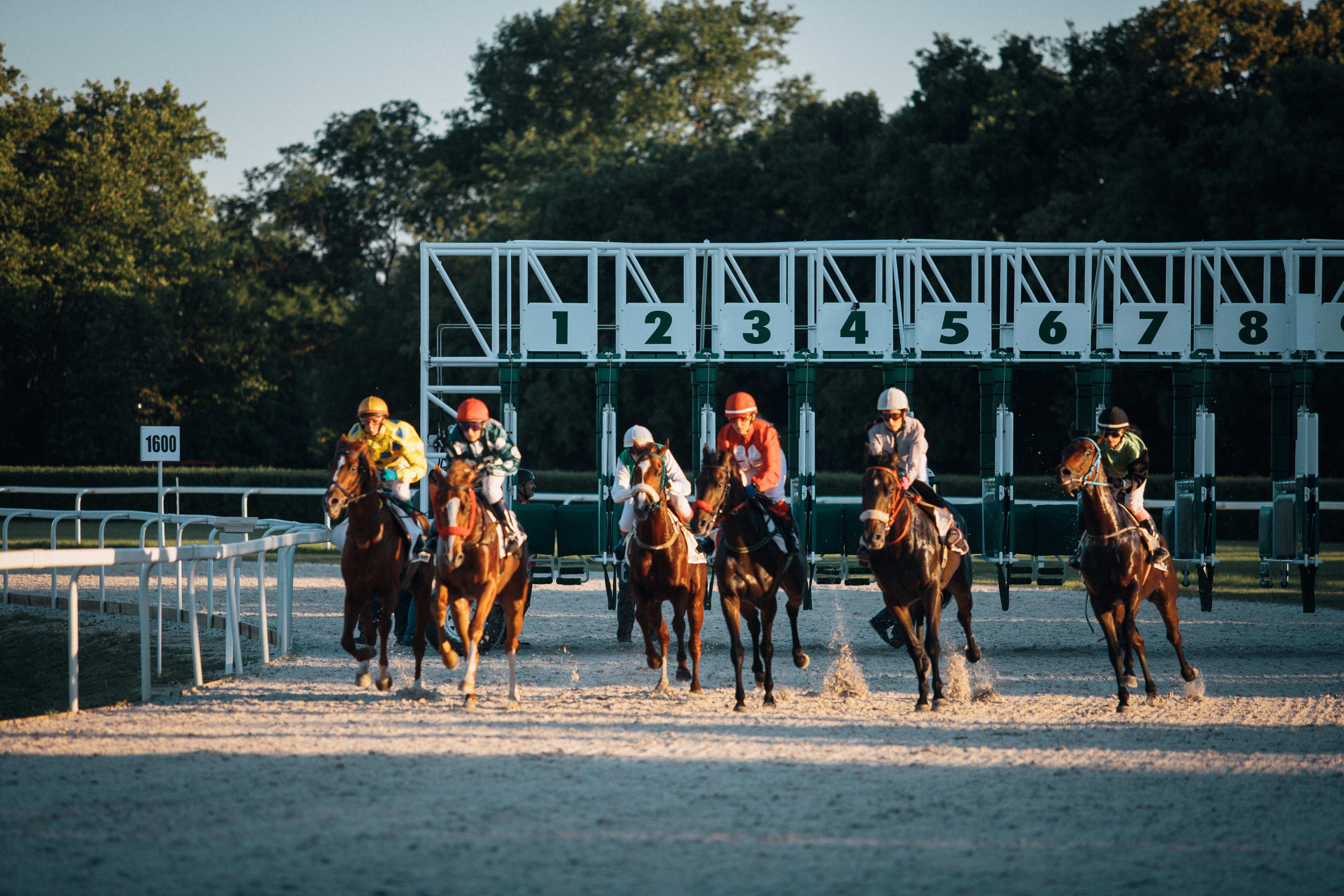 Jockeys race horses across a sandy track in front of a numbered starting gate and a backdrop of lush green trees.
