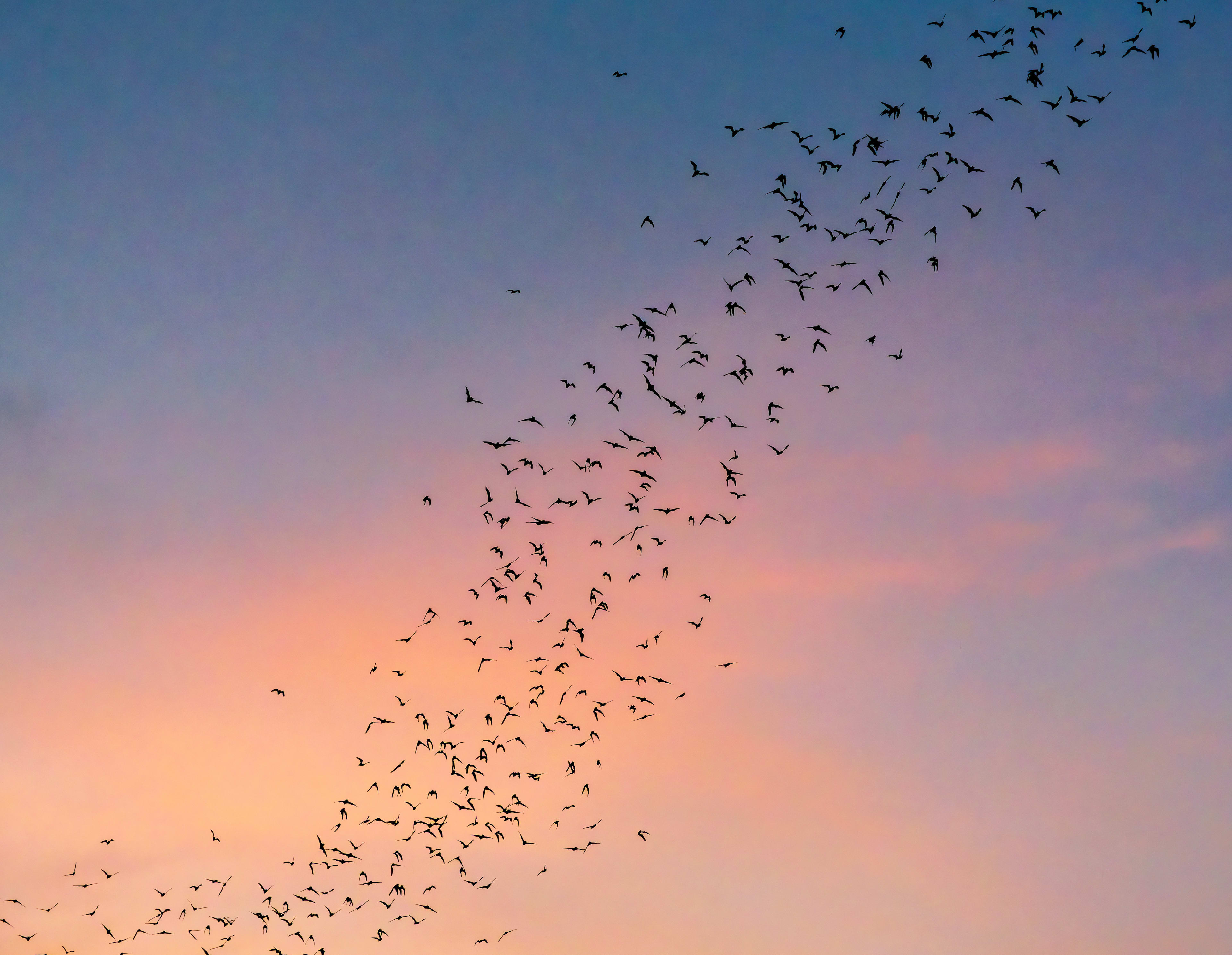 A flock of birds flies in formation across a gradient sky transitioning from deep blue to soft orange.