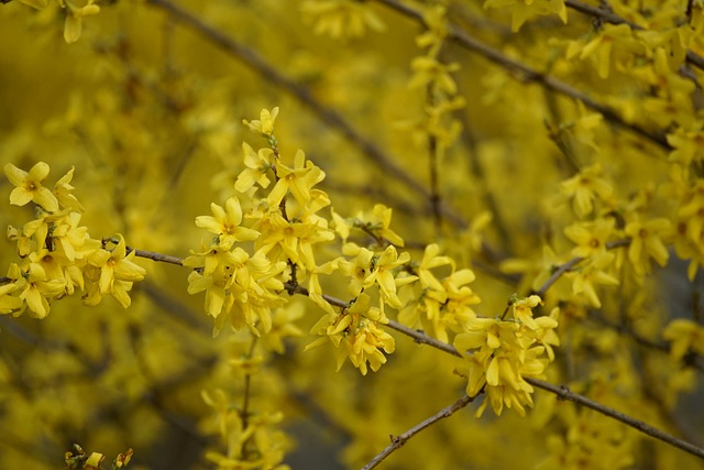 bunga forsythia