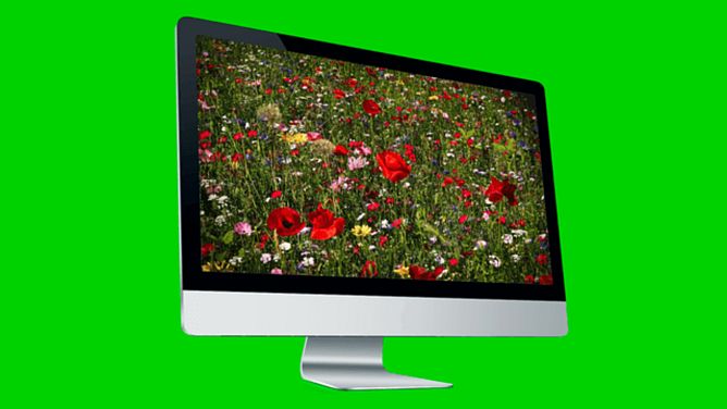 Computer-Mockup mit Blumenwiese auf dem Display