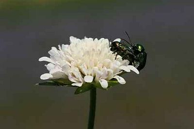 My Image