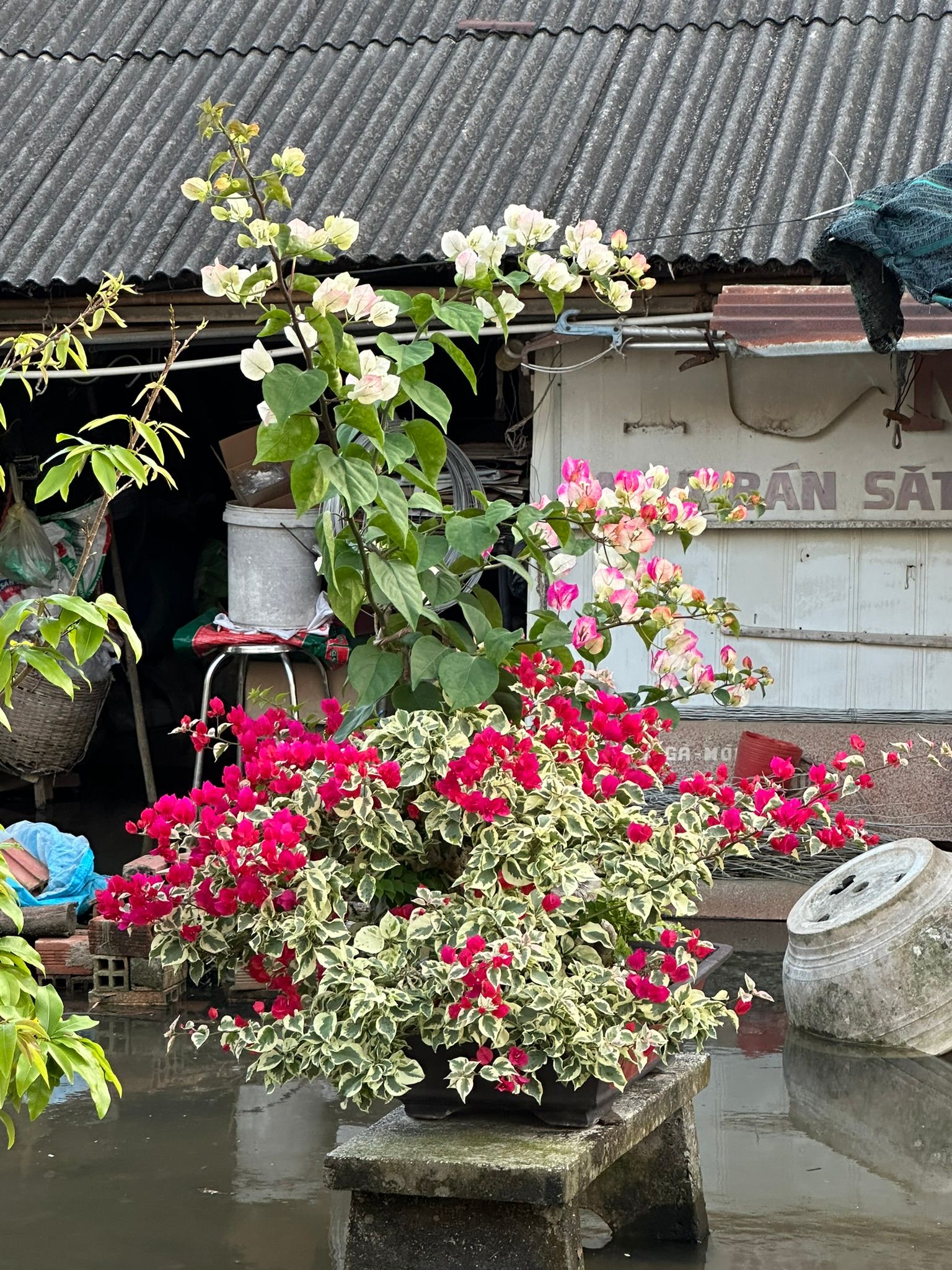 Này hoa giấy nè, nước ngập quá