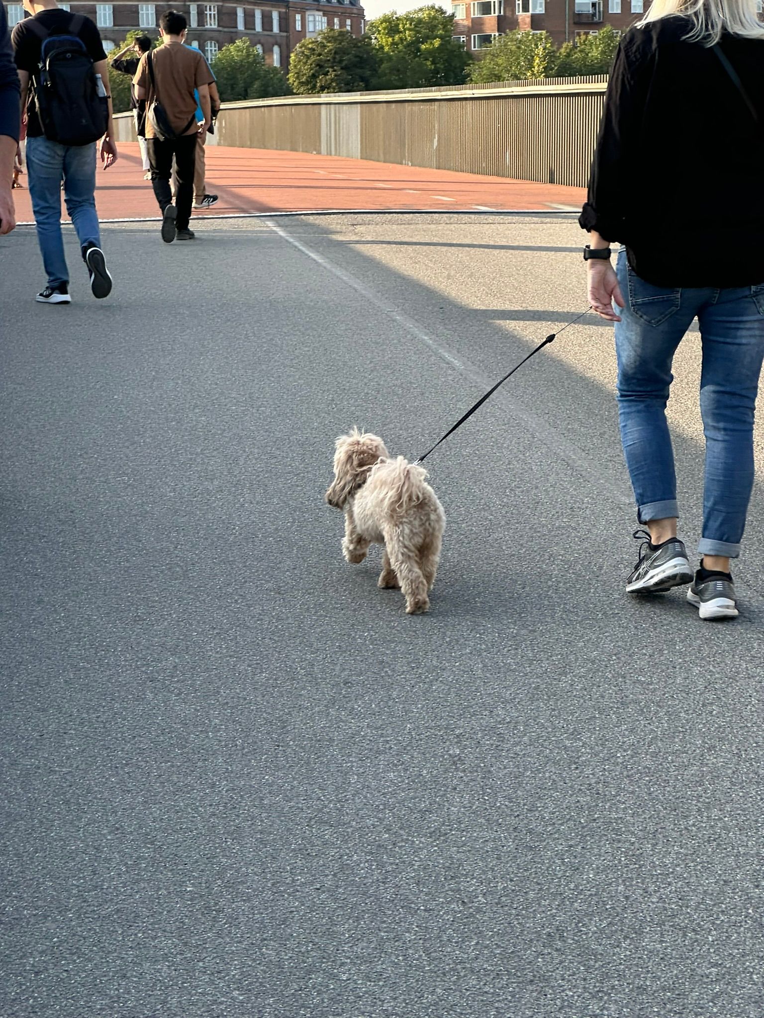 Gặp chú chó cute =))