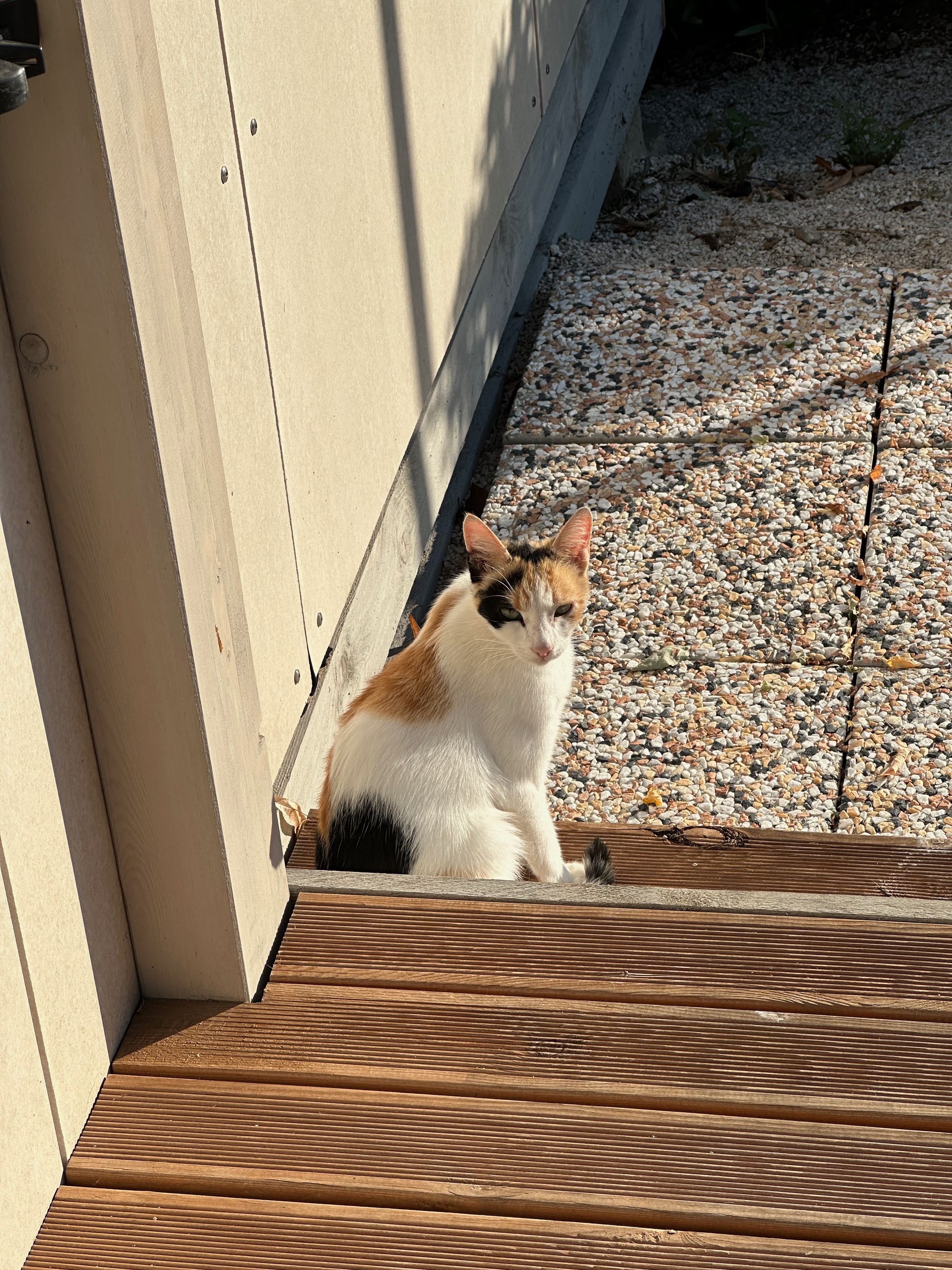 Tự nhiên bước ra thấy có nhỏ mèo nhỏ cute ghê.