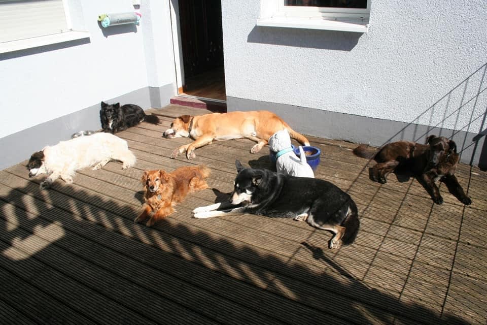 relax day bei Kauwow.com