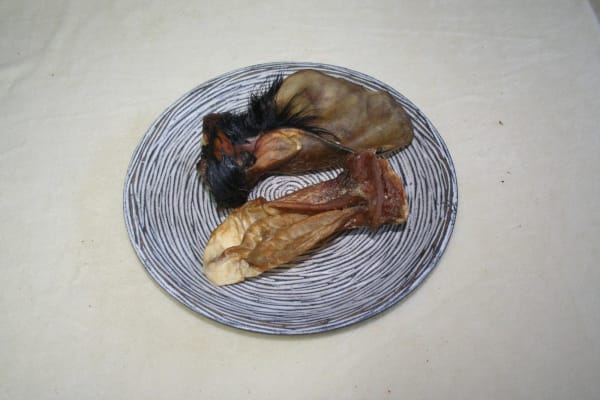 Rinderohr mit Muschel