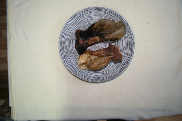 Rinderohr mit Muschel