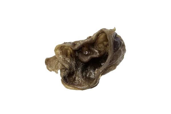 Muscheln 01 webp? i=AA