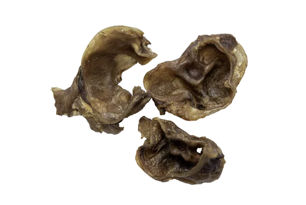 Muscheln 02 webp? i=AA Muscheln 02 webp? i=AA