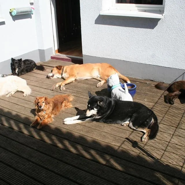 some of my babys hunde kauartikel some of my babys hunde kauartikel