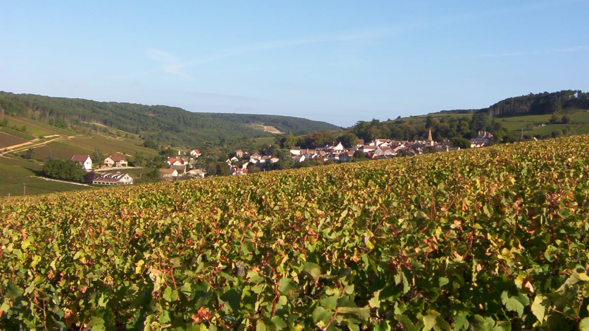 Ultimate Man : Les Grands Crus - Pernand-Vergelesses
