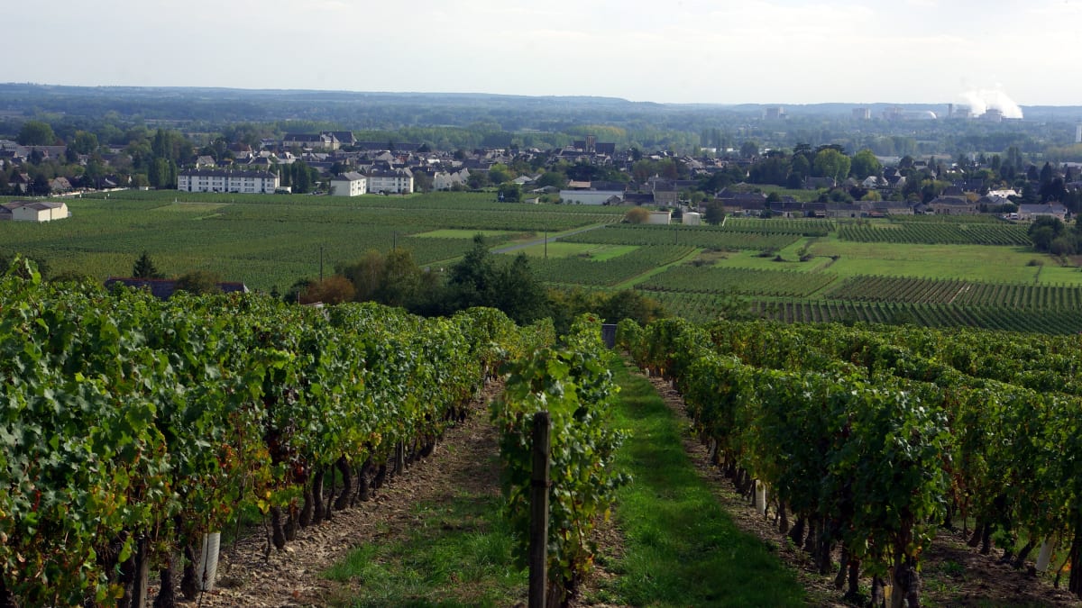Trail les Grands 20 de Bourgueil - Bourgueil