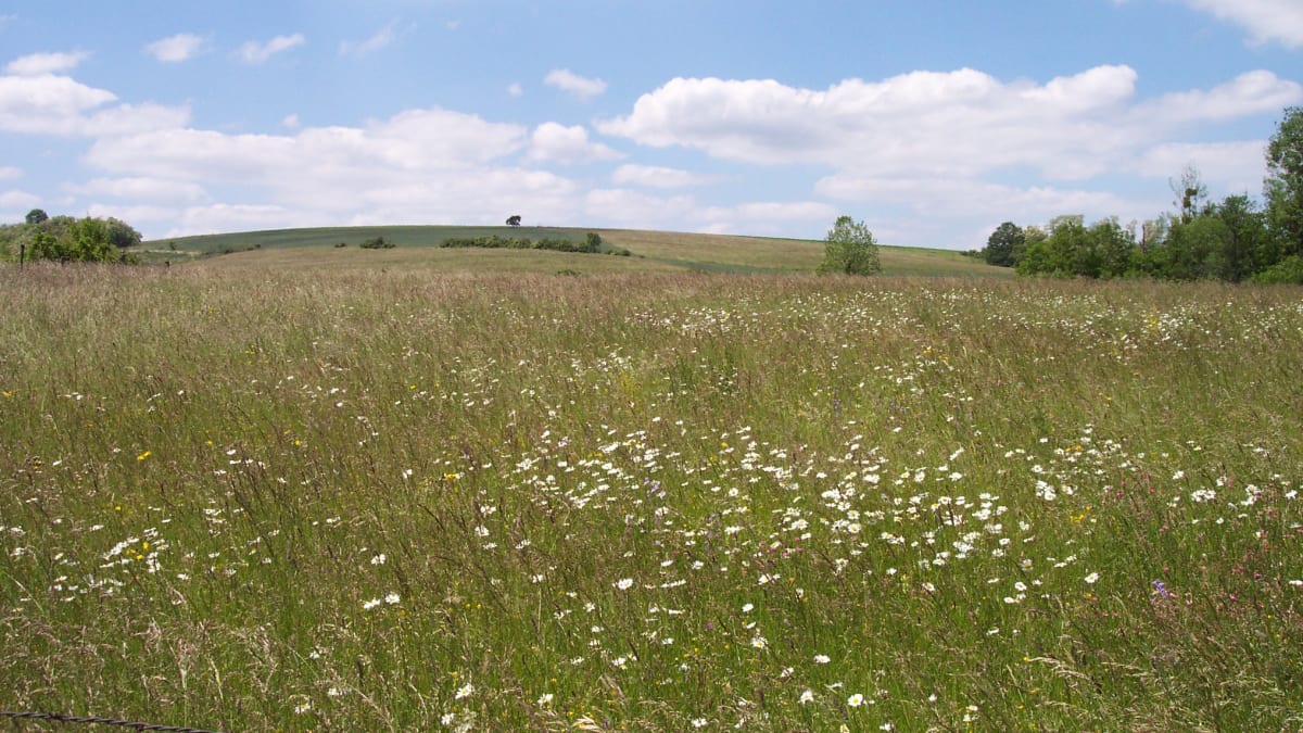 La belledotrail - Blénod-lès-Pont-à-Mousson