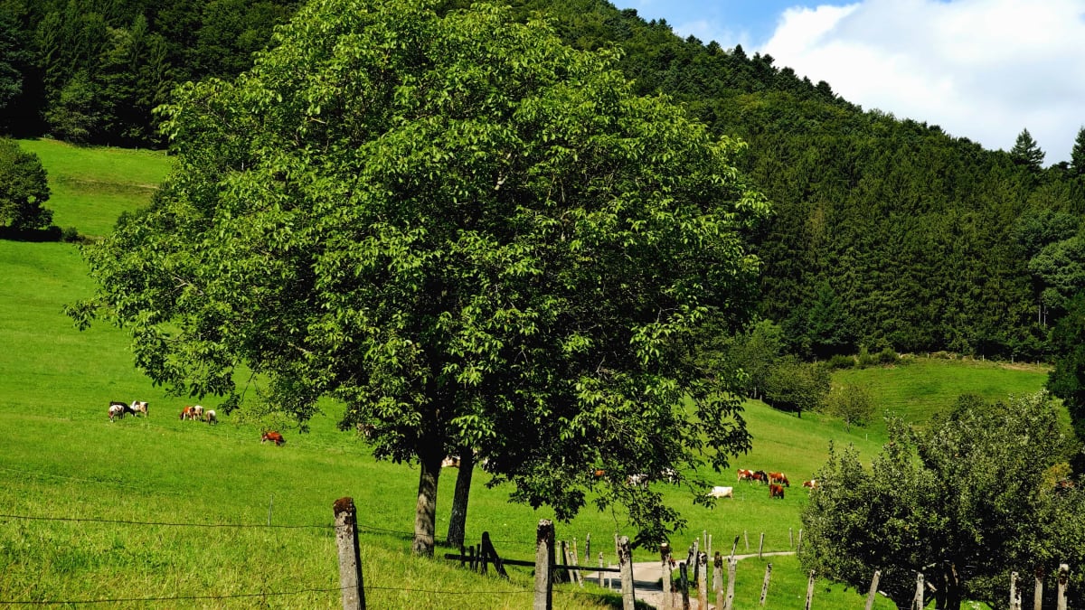 Trail du Taillan - Le Taillan-Médoc