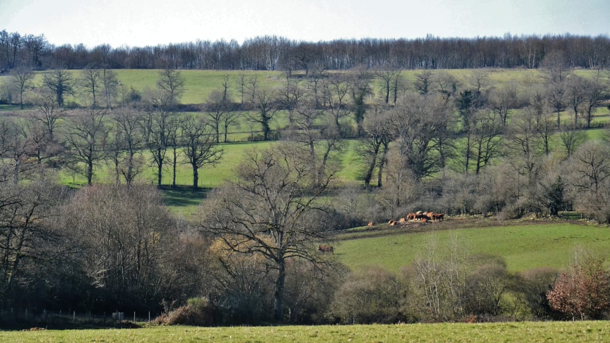 Trail des Côteaux de la Seugne
