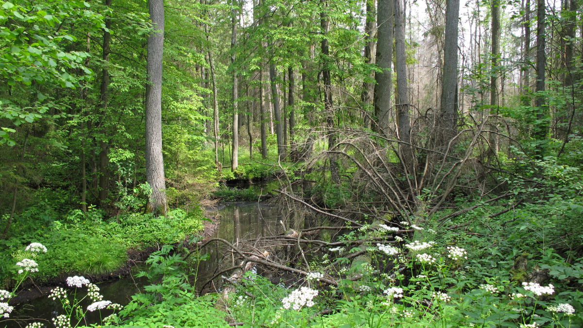 Semi-marathon du Loup