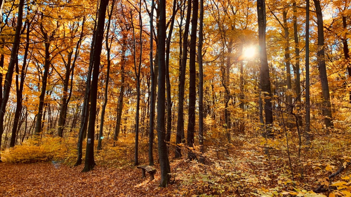 Kabacki Run Golden Autumn