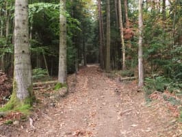 Trail du Sanglier