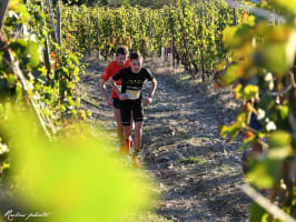 Trail en Côte-Rôtie