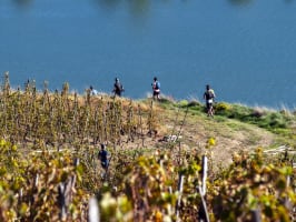 Trail en Côte-Rôtie