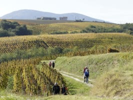 Trail en Côte-Rôtie