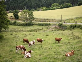 Triathlon du Lac des Sapins