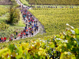 Marathon de Chablis