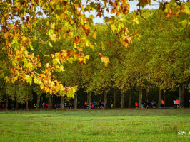 Semi-marathon du Bois de Vincennes