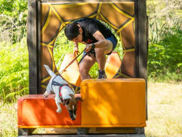 Cani Ninja