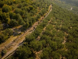 Frantoi Aperti in Umbria