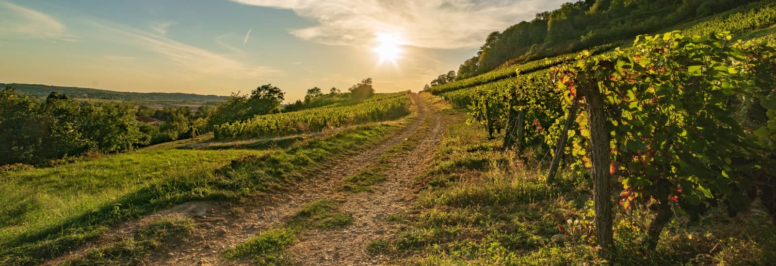 Calendrier Trail Ain 2023 🏃 Calendrier Des Courses À Pied Dans L'ain En 2022 : Trails, 5Km, 10Km,  Semi, Marathon... | Kavval