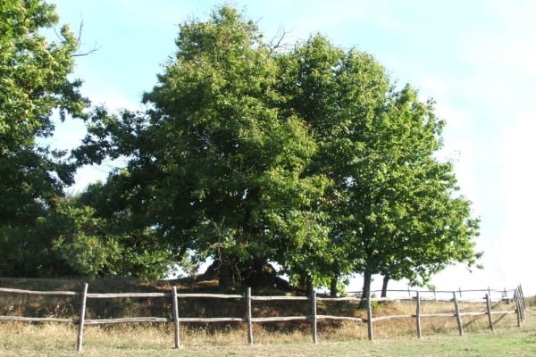 10 Km del Castagno dei Cento Cavalli