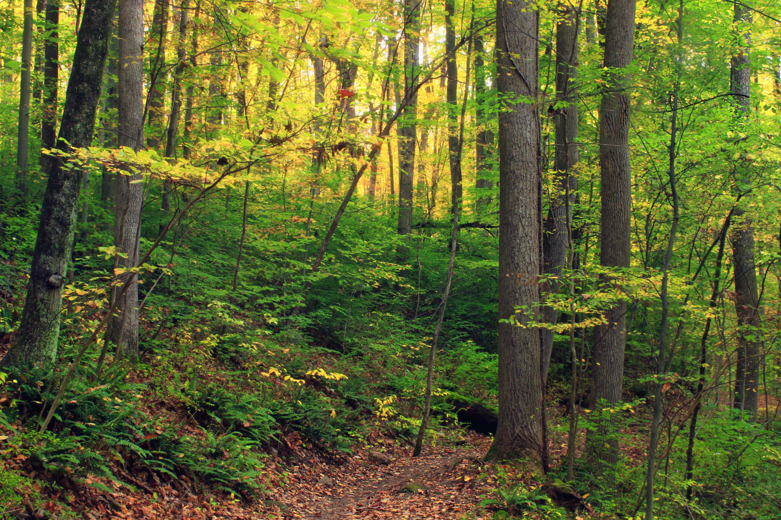 Salvagny Trail Tour