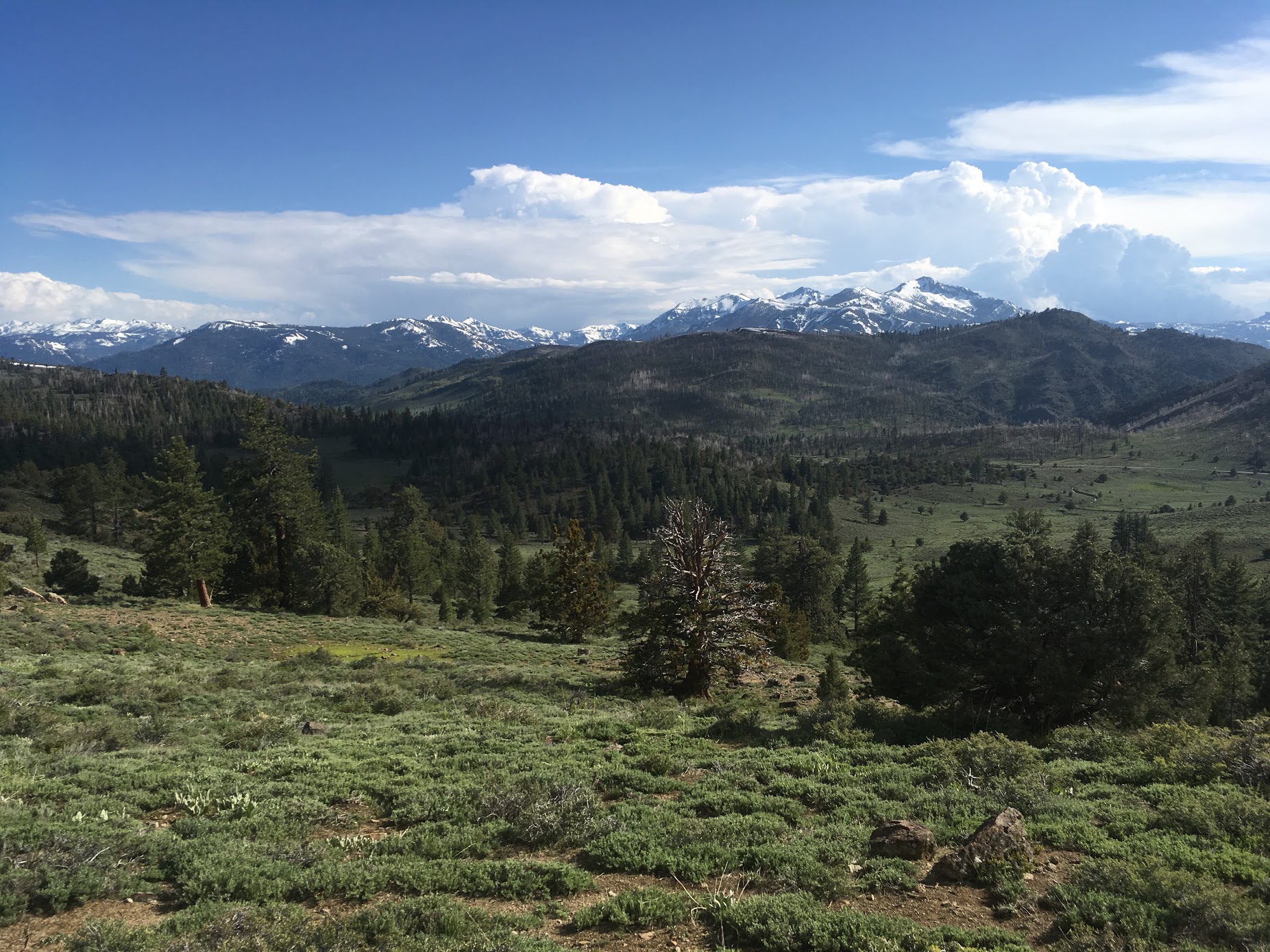 High Sierra.