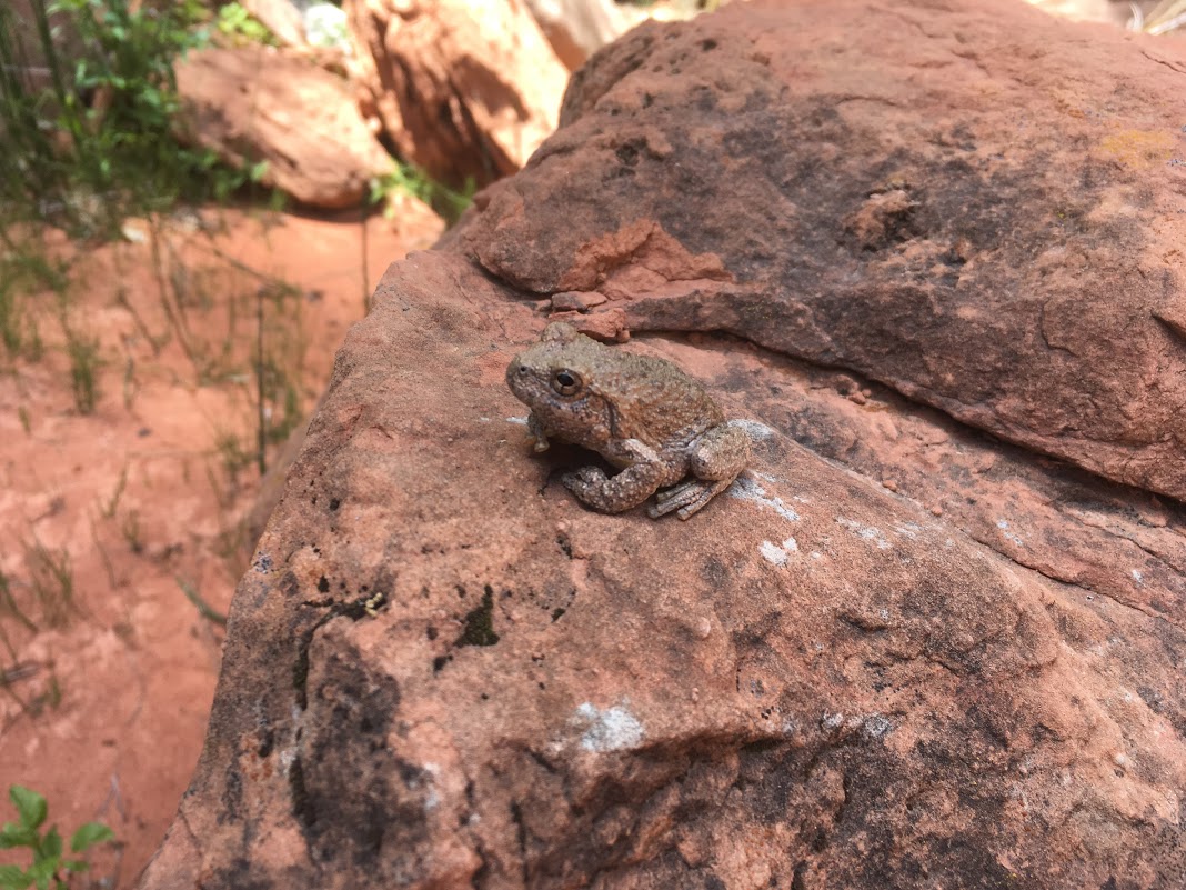 A stoic frog.
