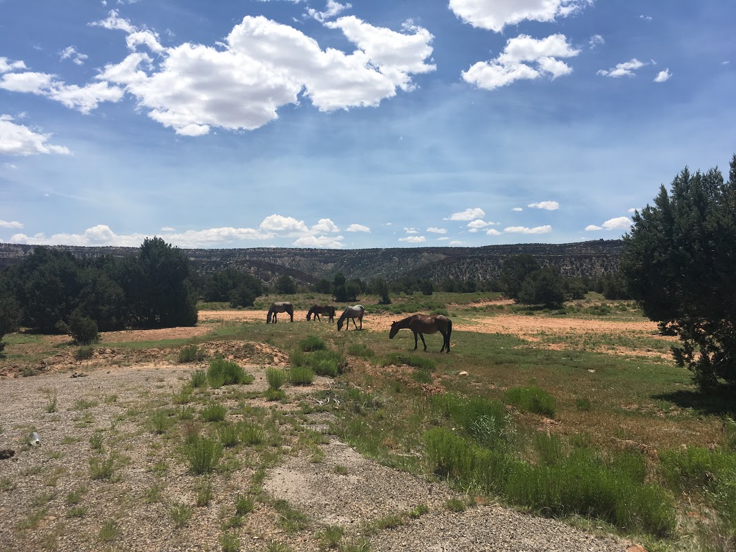 Grazing horses in Navajo territory.