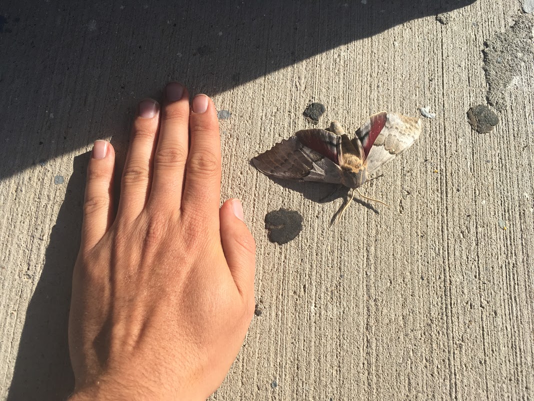 A handsome moth I saw while stopping for gas along the way to Santa Fe.