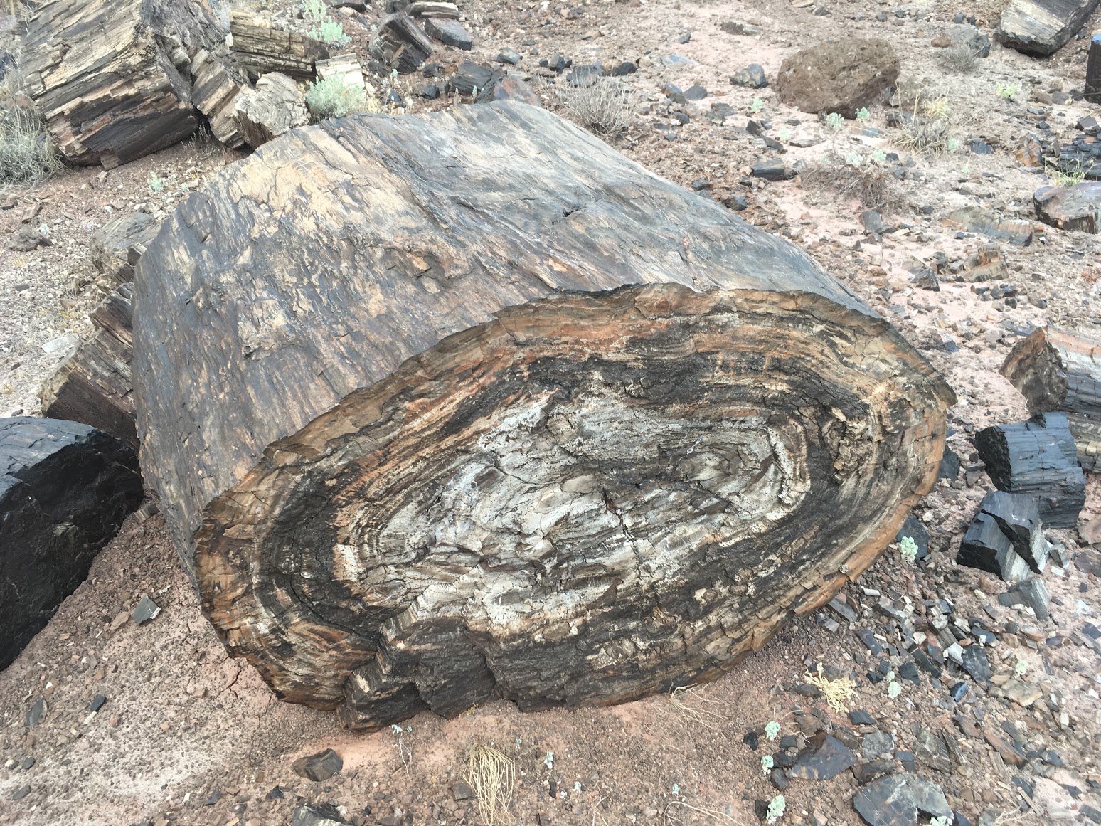 Petrified wood.