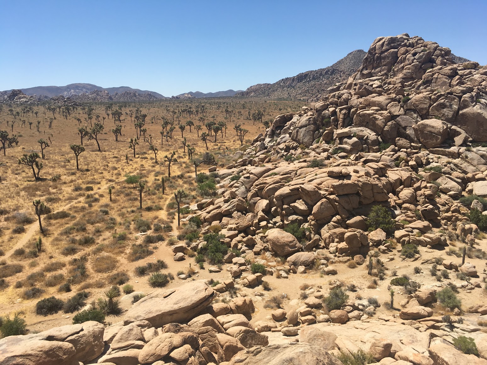 Joshua Tree National Park.