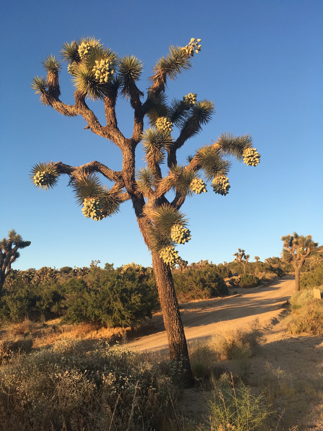 A Joshua Tree.