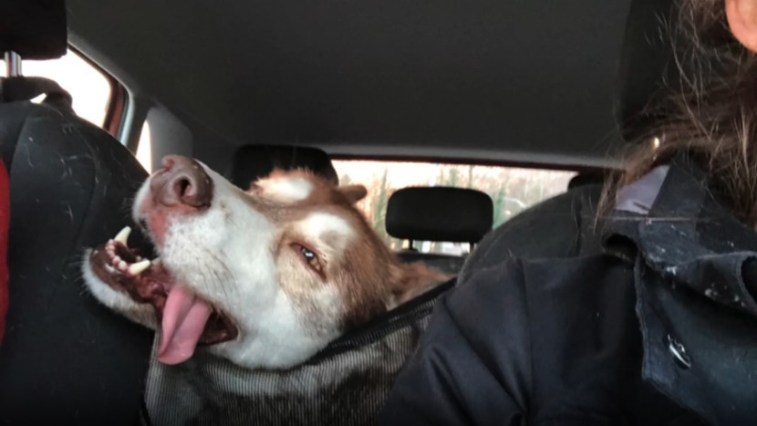 Laura's dog pressed up against the dog barrier in the car, his tongue hanging out the side of his mouth.