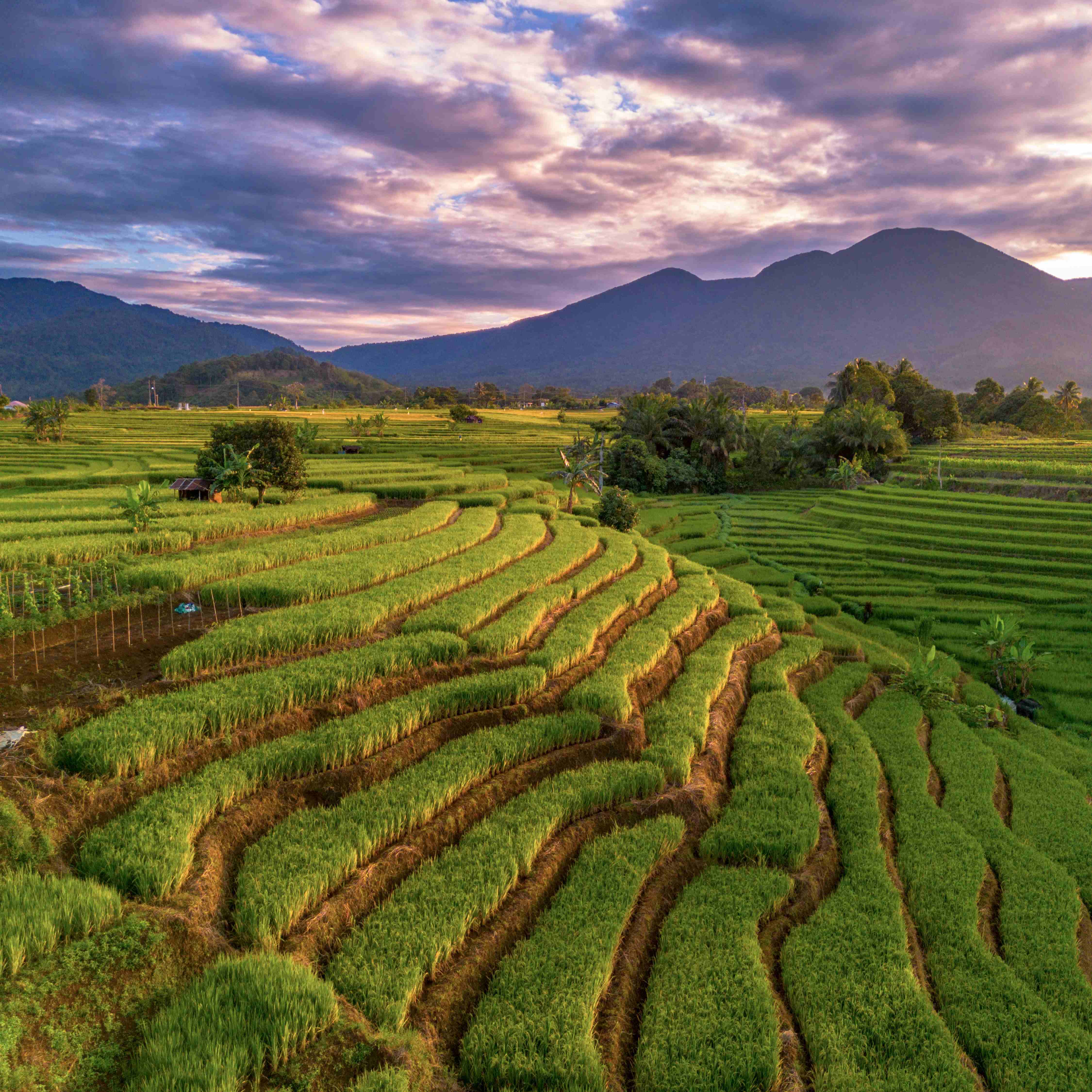 why-indonesia