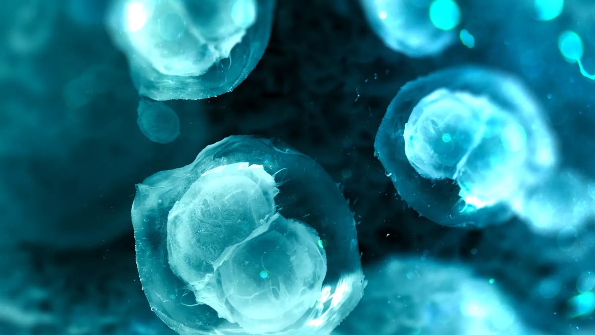 Understanding Muscle Stem Cells: Linking Functional Fate to Molecular State