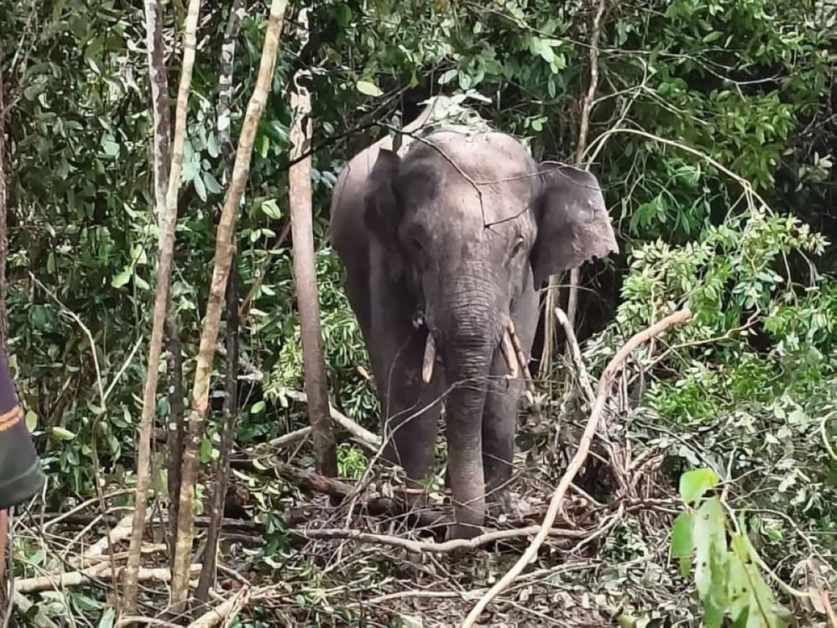 Gentle Giants in Our Backyard: Behind the Rescue of Terengganu's Roaming Male Elephant and the Science of Coexistence